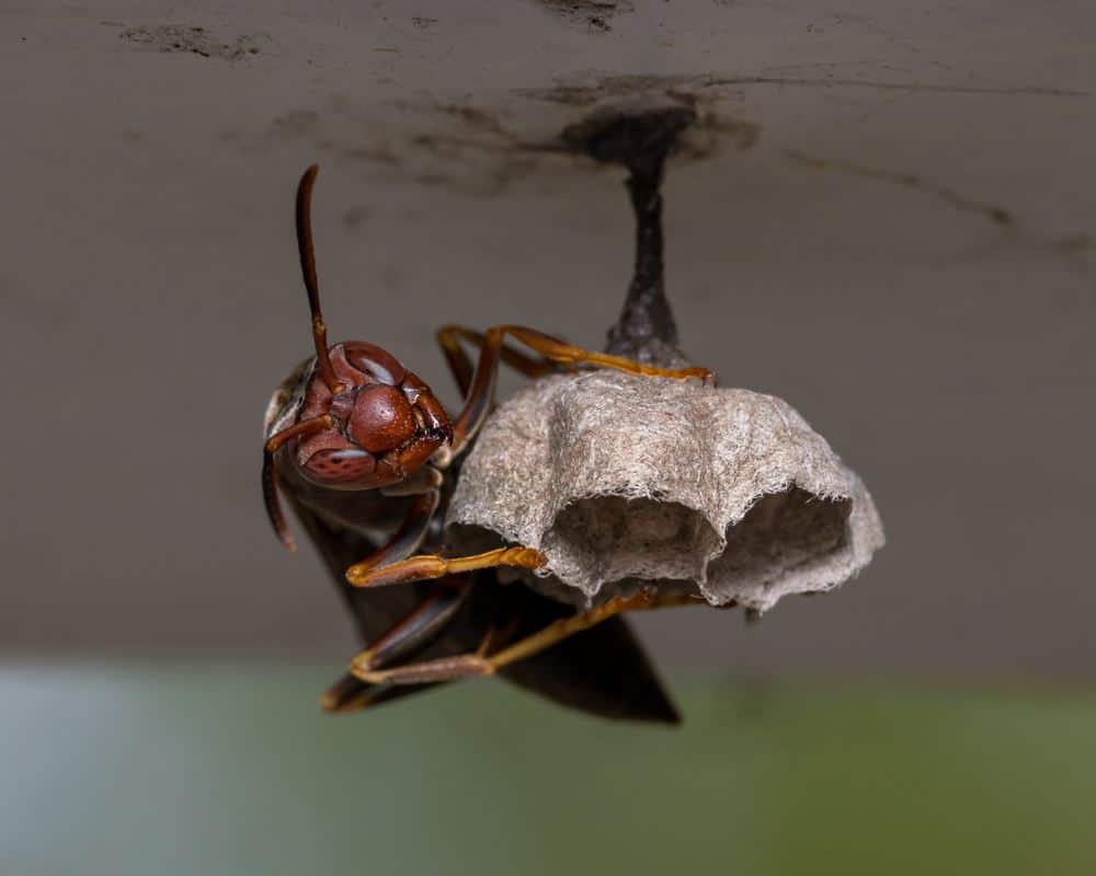 دبور الورق الشمالي