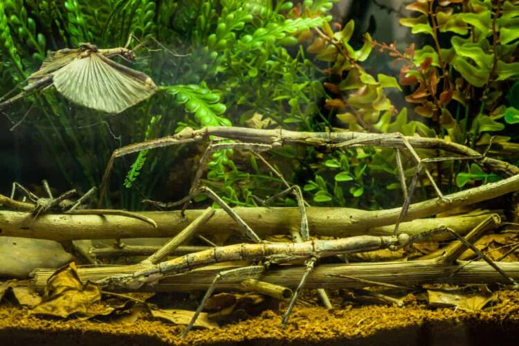 التوالد البكري: التكاثر الذي خالف نهج الطبيعة