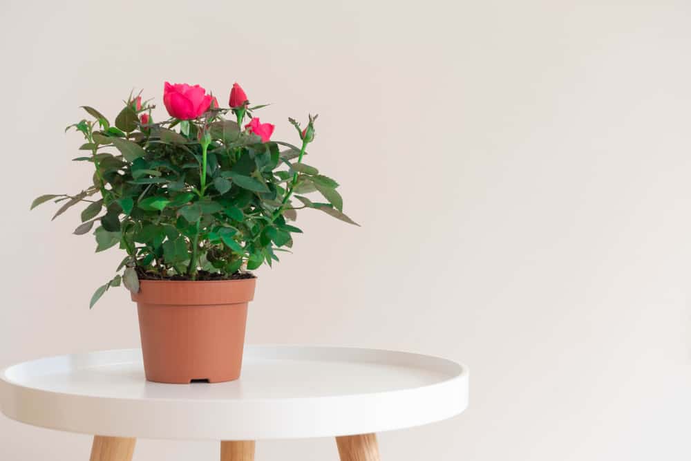 الورد المصغر