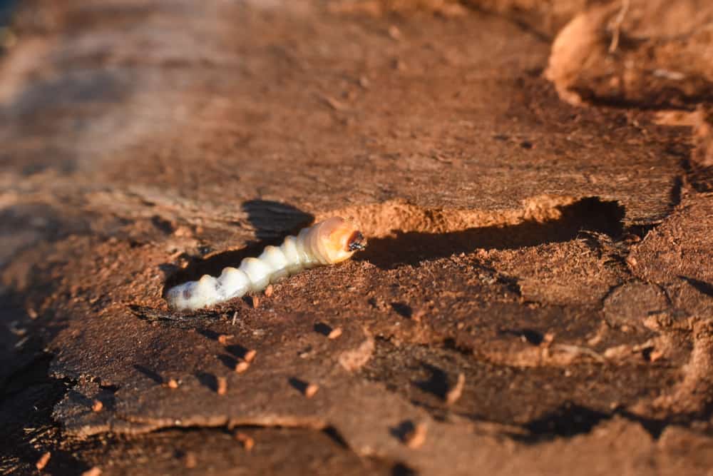 التخلص من سوس الخشب