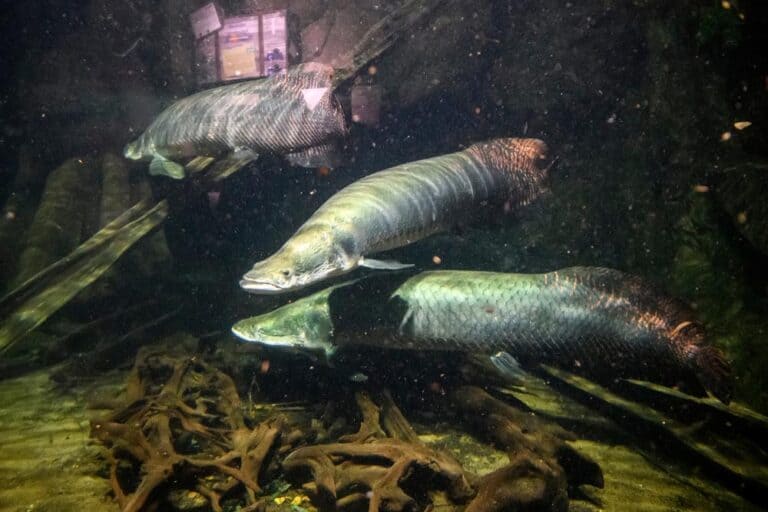 الأسماك الرئوية