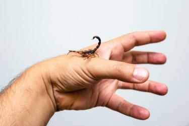 لسعة العقرب