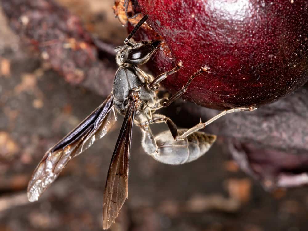 الدبور المحارب