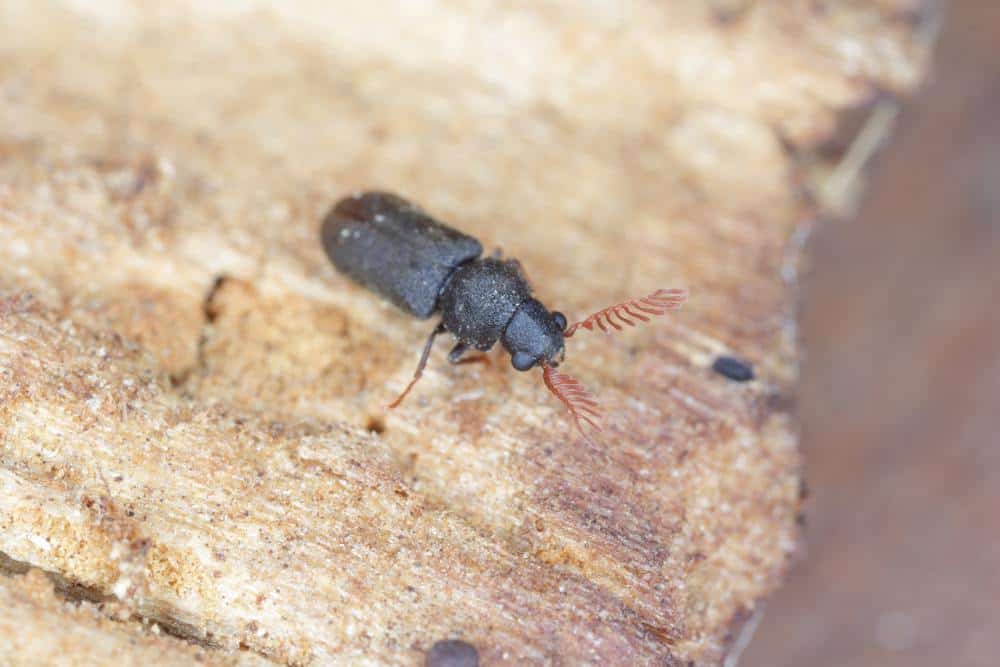 خنفساء الأثاث الشائعة