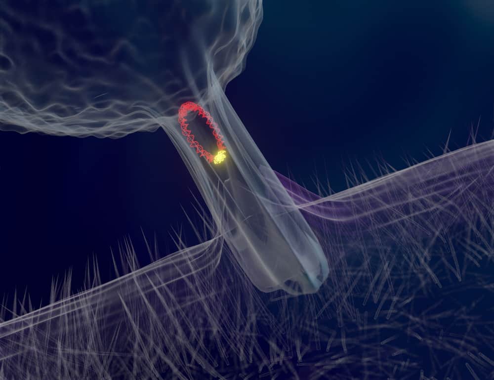 البلاسميدات