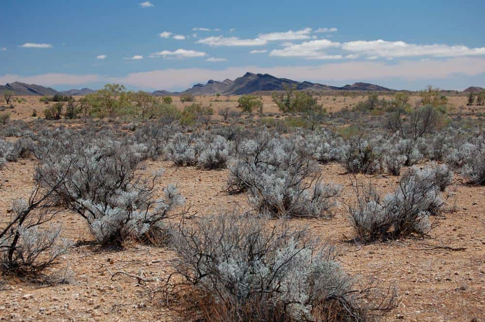 شجيرة الملح