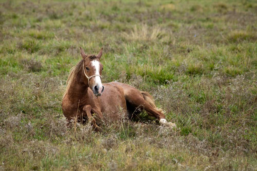 الخيل العربي