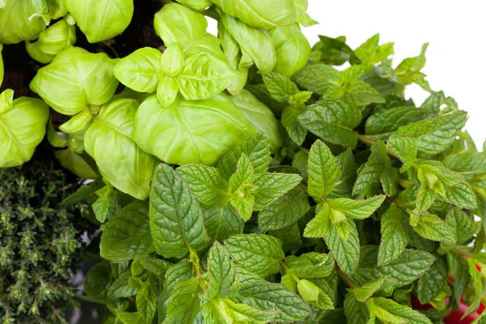 ما الفرق بين الحبق والنعناع؟