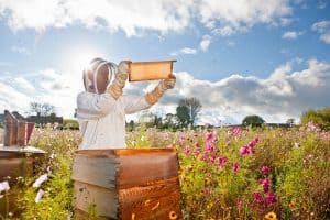 إليك الدليل الشامل لتقسيم خلايا النحل