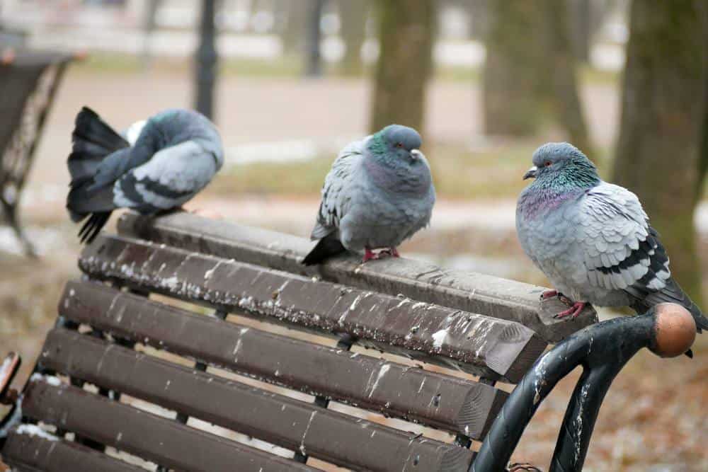 إليك طريقة التخلص من الطيور والحمام التي تقف على جدران المنزل | بوبيولار  ساينس - العلوم للعموم