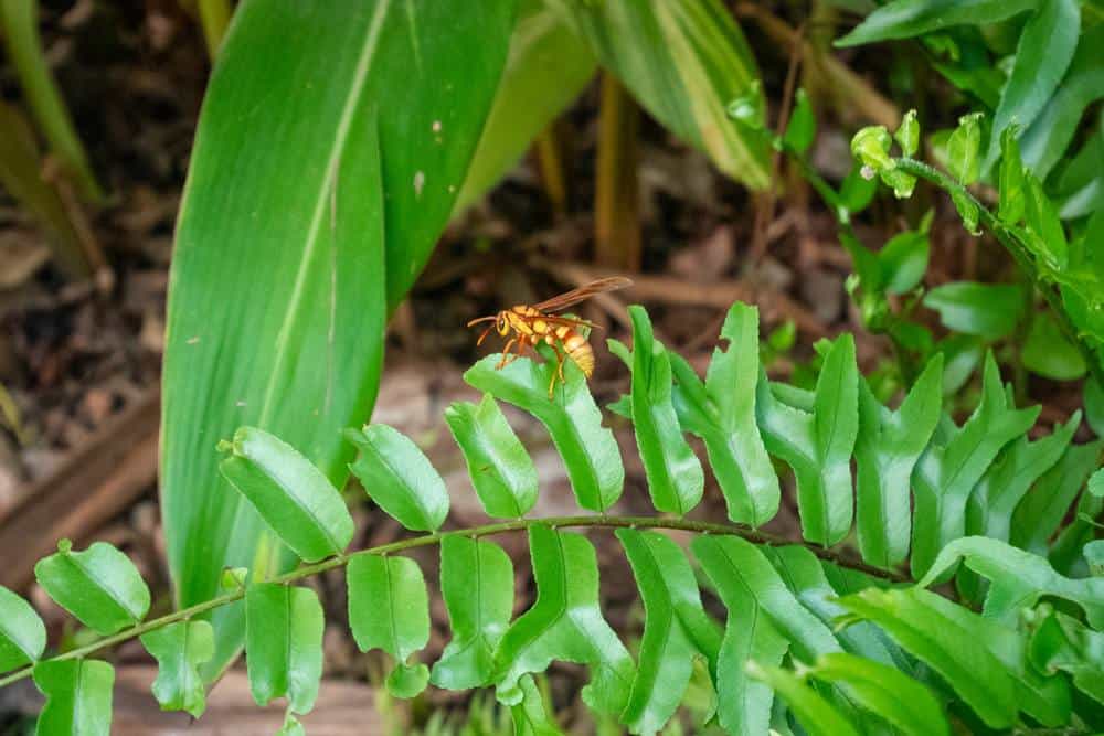 الدبور الجلاد