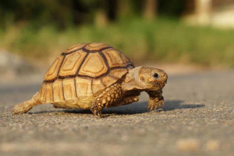 هل لديك سلحفاة؟ إليك هذه النصائح لتربيتها