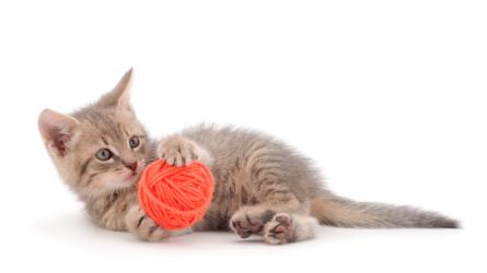 ما هو سر سلوك العجن لدى القطط؟