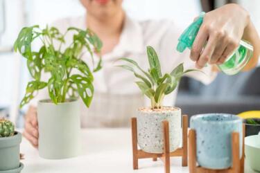 5 طرق لري النباتات المنزلية أثناء السفر