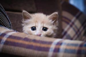 6 نصائح للتعامل مع القطط الخائفة
