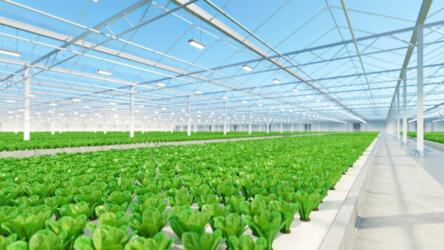 الفرق بين الزراعة المائية والزراعة التقليدية