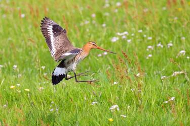 حاسة الشم لدى الطيور