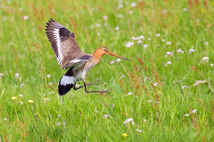 حاسة الشم لدى الطيور