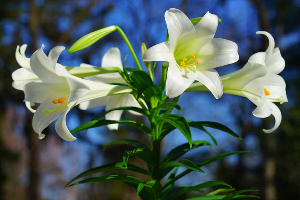 زنبق عيد الفصح