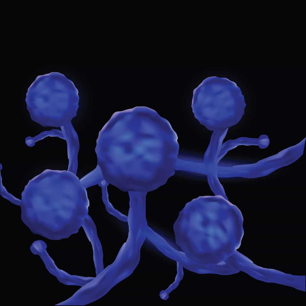 الفطر الأسود