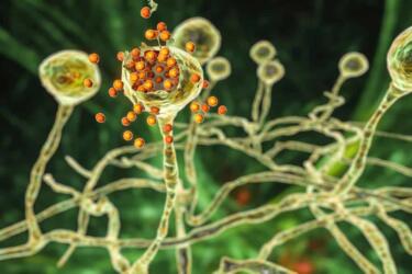 هل يمكن أن تسبب بعض أنواع الفطريات جائحة في المستقبل؟