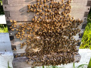 لماذا يتجمع النحل أمام باب الخلية وما التصرف الصحيح في هذه الحالة؟