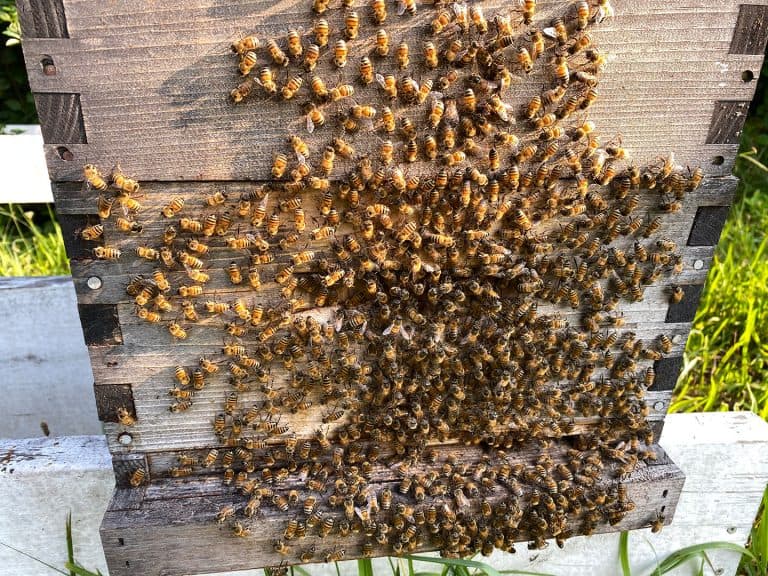 لماذا يتجمع النحل أمام باب الخلية وما التصرف الصحيح في هذه الحالة؟