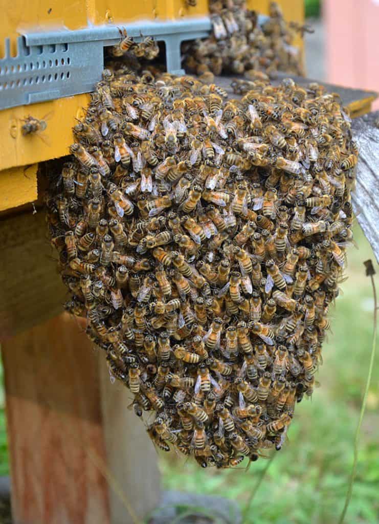 تشكيل اللحية