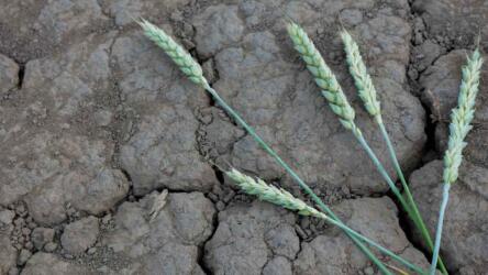 إليك 8 أطعمة ستختفي نتيجة التغير المناخي