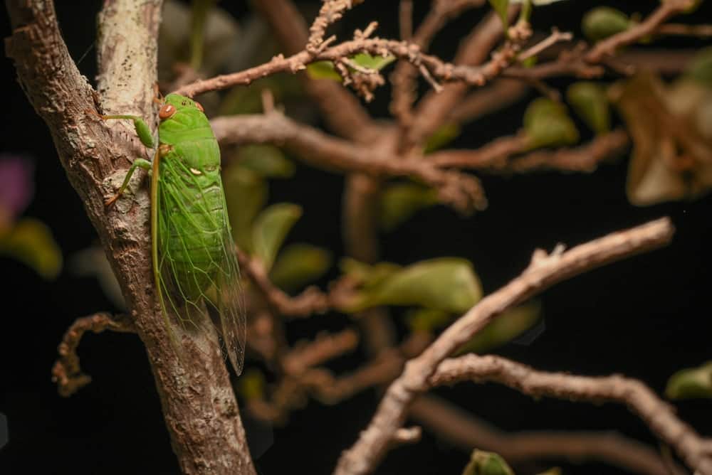 حشرة سيكادا البقال الأخضر