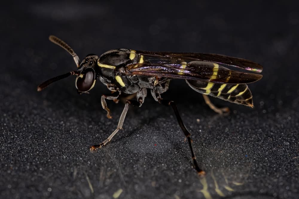 دبور بوليبيا