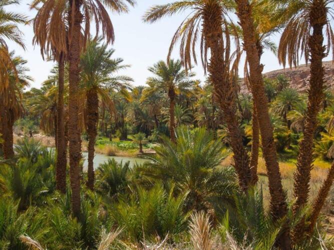 بحث جديد يزيح الستار عن أدلة جديدة تثبت أن الصحراء الكبرى كانت غابة