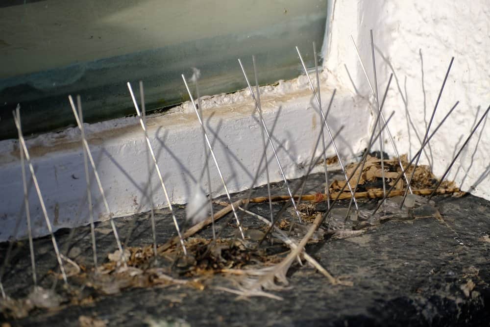 كيف تبعد الطيور التي بنت أعشاشها على نافذتك دون أذيتها؟