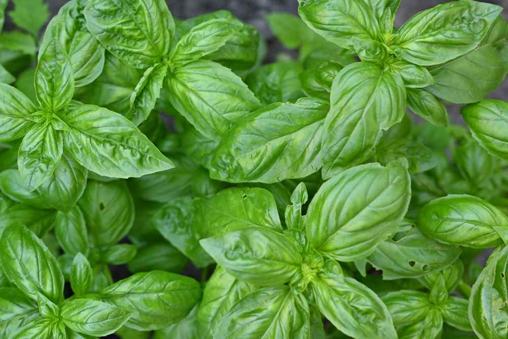 الريحان. حقوق الصورة: shutterstock.com/ Anna Klymchuk