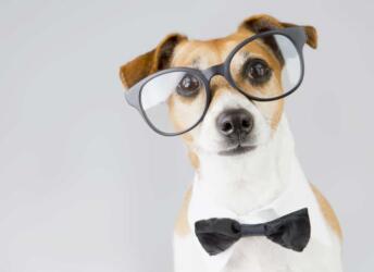 كيف ترى الكلاب العالم من حولها؟ وهل هي مصابة بعمى الألوان؟