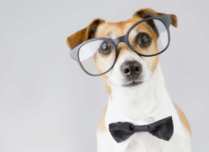 كيف ترى الكلاب العالم من حولها؟ وهل هي مصابة بعمى الألوان؟