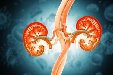 ما هي أبرز التحاليل التي تكشف سلامة الكلى في الجسم؟