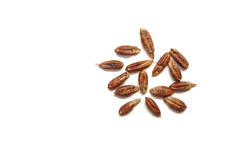 13 طريقة يمكنك الاستفادة بها من نواة التمر بدل رميها في القمامة