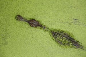 نجاة التماسيح