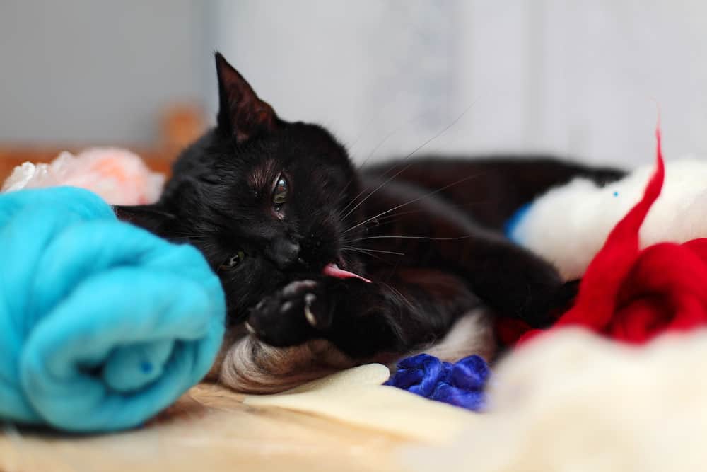 أعراض تشكل كرات الشعر عند القطط