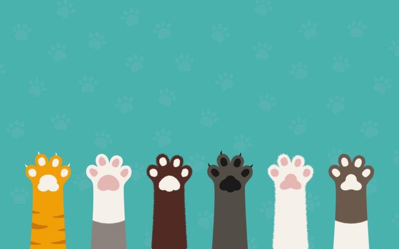 هل تريد اقتناء قطة؟ هذه أبرز أنواع القطط