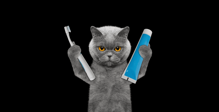 كيف يتم تشخيص وعلاج ألم الأسنان عند القطط؟