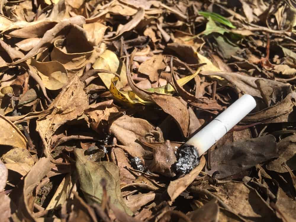 حرائق الغابات