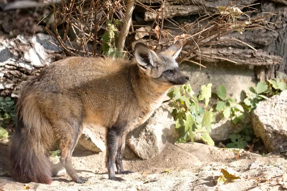 الثعلب الشاحب