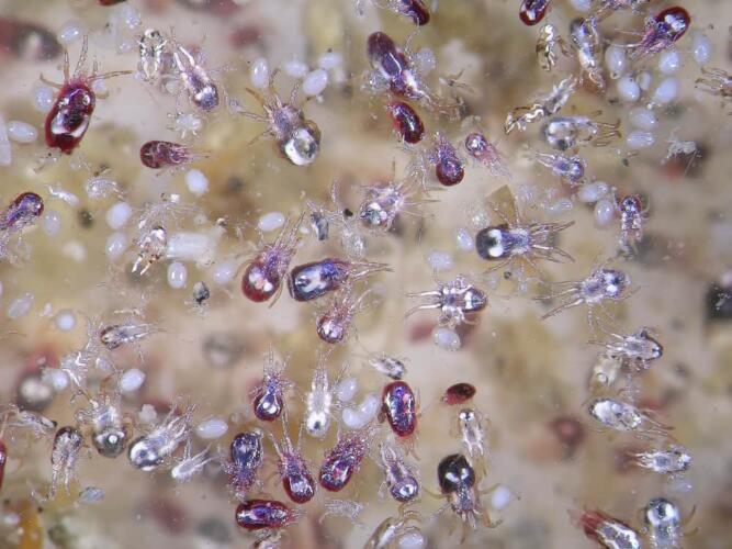 ما هي حشرة الحمام وكيف تتخلص منها؟