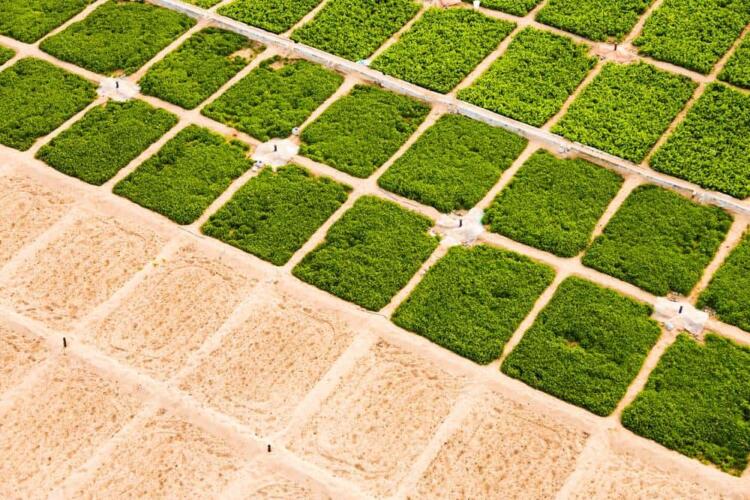 أهم المحاصيل الزراعية التي تنمو في التربة الصحراوية