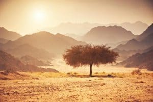 6 أشجار تزرع في المناطق الحارة