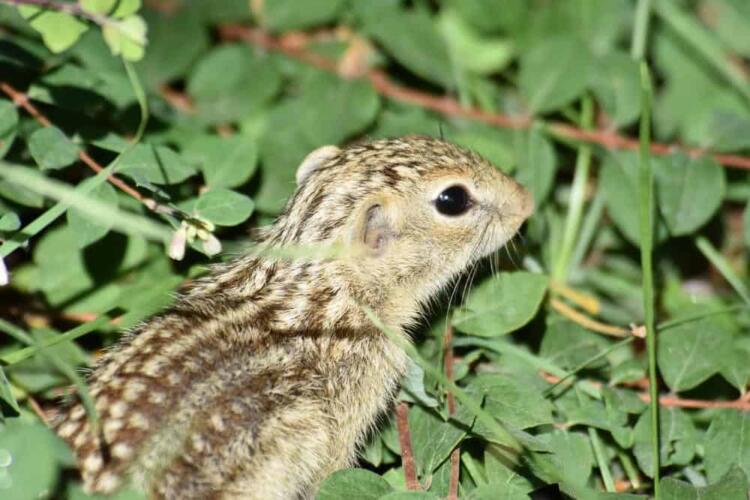 الكتلة العضلية للسناجب ورواد الفضاء