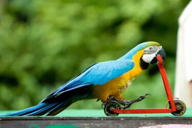 دراسة جديدة تكشف: الذكاء سر طول عمر الببغاوات