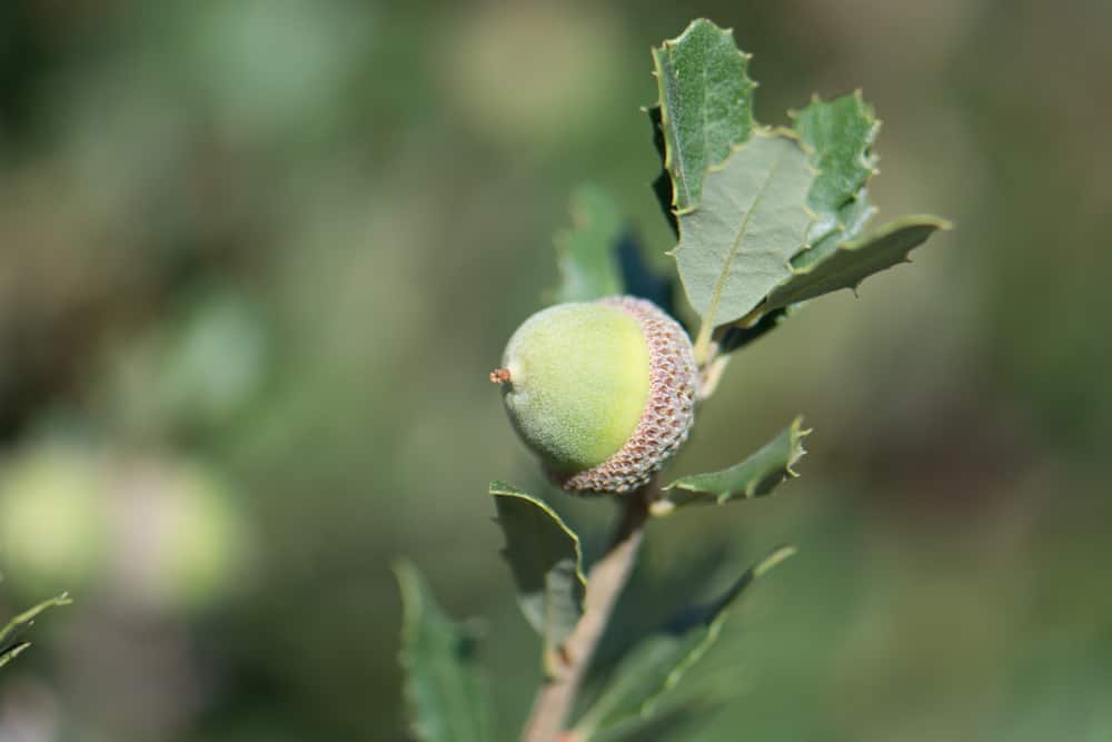 حرائق الغابات